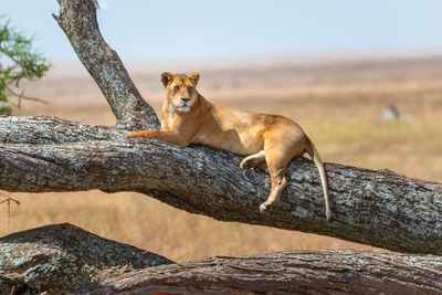 Lioness looking away