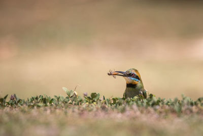 Bird perching on a field