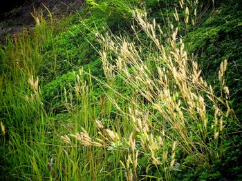 Plants on field