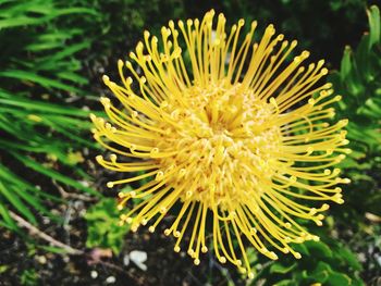 Close up of honey bee