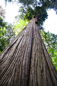 Low angle view of tree trunk in forest