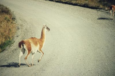Side view of guanaco standing on road