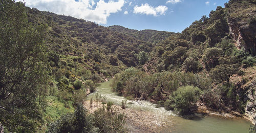 Scenic view of river amidst trees against sky