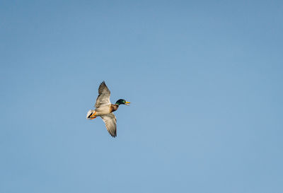 Low angle view of duck flying in clear blue sky