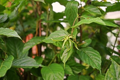 Close-up of fresh green leaves on plant