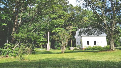 Trees growing in lawn of building