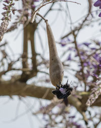 Close-up of a bird on branch