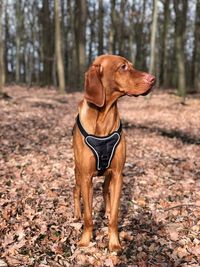 Close-up of a dog looking away in forest