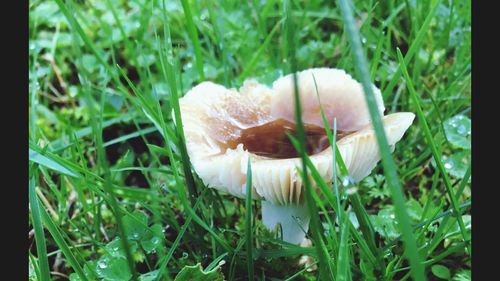 Close-up of mushroom growing on field