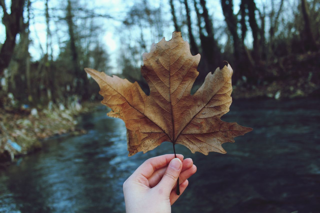 CLOSE-UP OF DRY MAPLE LEAF ON TREE TRUNK