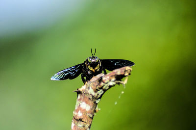 Close-up of butterfly on leaf