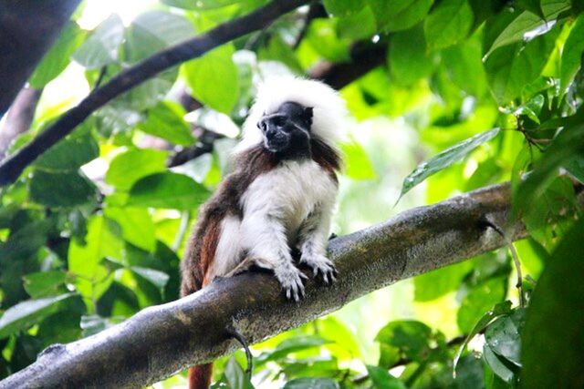 animal themes, one animal, animals in the wild, tree, branch, mammal, wildlife, monkey, low angle view, leaf, sitting, focus on foreground, full length, nature, outdoors, day, green color, no people, vertebrate, looking away