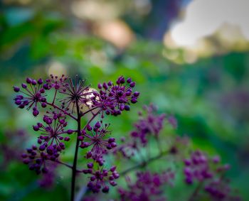 Close-up of purple flowering plant in park