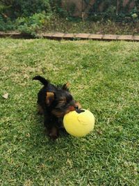 High angle view of a dog on field