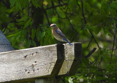 Bird perching on a tree