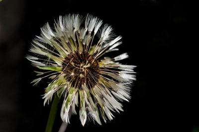 Close-up of dandelion flower