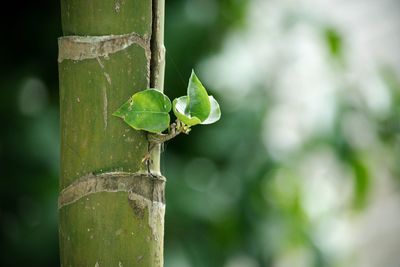 Close-up of green leaf on plant