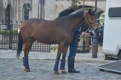 Horse standing in a city