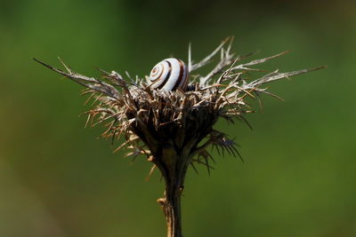 Close-up of dead plant