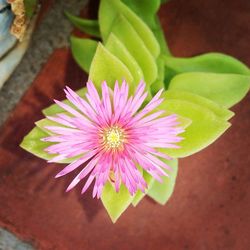 Close-up of flower blooming outdoors