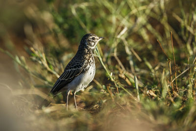 Close-up of bird perching on field