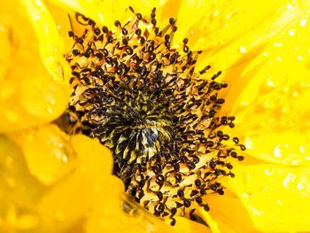 Close-up of bee on sunflower