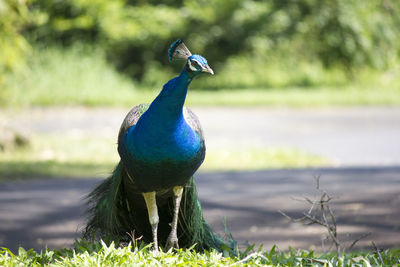 Close-up of peacock