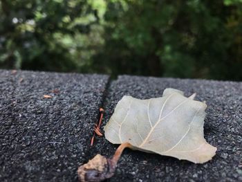 Close-up of horse on leaf