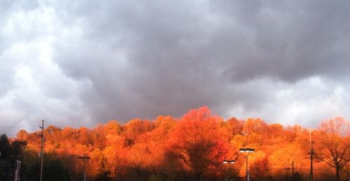 Trees in forest against sky during autumn