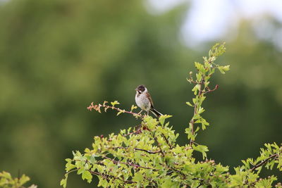 Reed bunting perching on a plant
