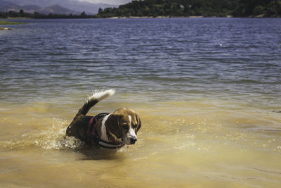 Dog in a sea