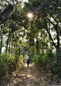 Rear view of man walking on footpath amidst trees in forest