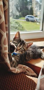 Cat relaxing on a window