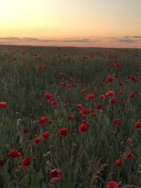 Red poppies on field against sky during sunset