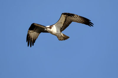 Low angle view of eagle flying against clear blue sky