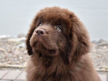 Sweet brown newfie puppy dog with a solemn expression.