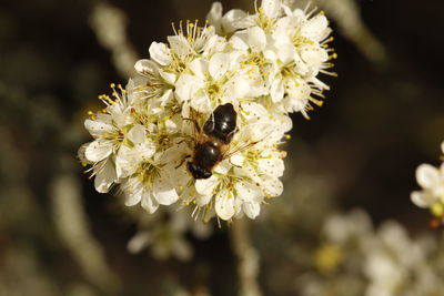 Close-up of bee on white flower