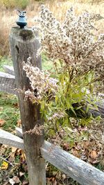 Close-up of plants