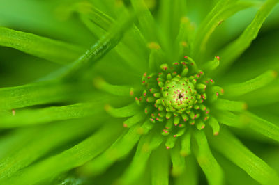 Close-up of flower