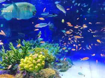 Close-up of fish in aquarium