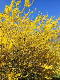 Low angle view of yellow flowering plants against sky