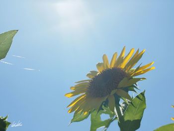 Low angle view of flower against blue sky