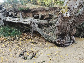 Sunlight falling on tree trunk in forest