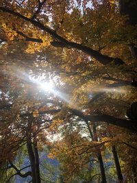 Low angle view of sunlight streaming through tree during autumn