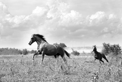 Horses run