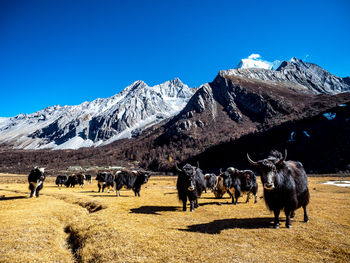 Horses on snowcapped mountains against clear blue sky