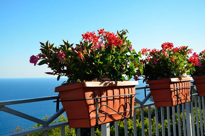 Flowers blooming on tree against clear sky