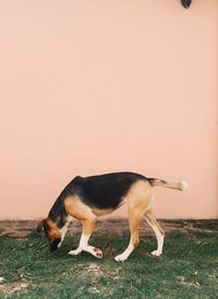 Side view of a dog on field