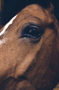 Close-up of horse