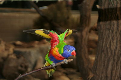 Close-up of parrot perching on branch